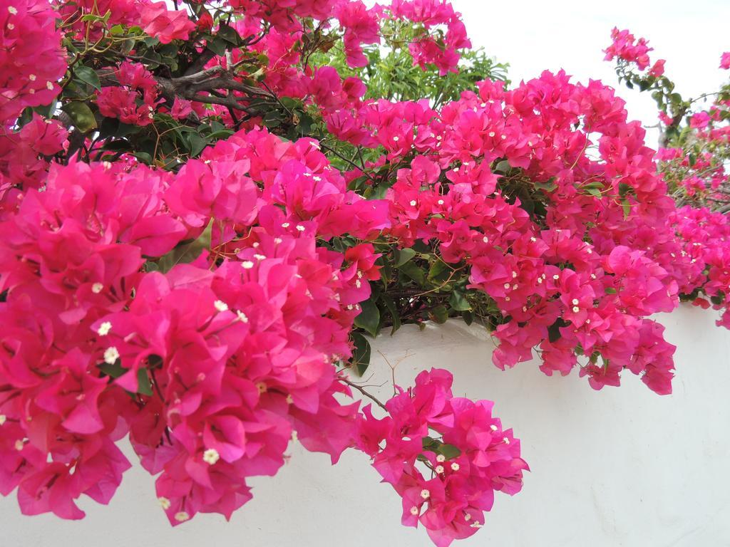 Villa Bougainvillea Aruba, The Tango Suite Palm Beach Phòng bức ảnh