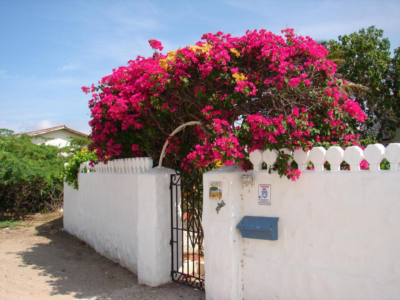 Villa Bougainvillea Aruba, The Tango Suite Palm Beach Ngoại thất bức ảnh
